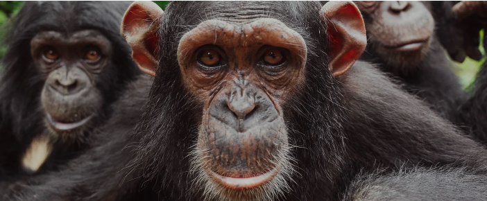 Excursion — Ape Action Africa