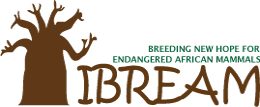 IBREAM